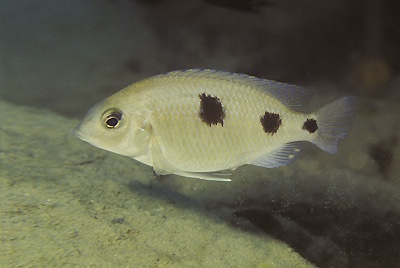 Otopharynx sp. 'auromarginatus goldhead' Nkolongwe